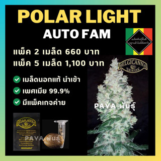 เมล็ดกัญชานอก นำเข้า งานค่าย แท้ 💯 มีแพ็คเกจ เมล็ดพันธ์ุกัญชาสายพันธุ์ polar light (ค่ายBelgicanna)