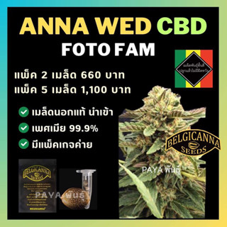 เมล็ดกัญชานอก นำเข้า งานค่าย แท้ 💯 มีแพ็คเกจ เมล็ดพันธ์ุกัญชาสายพันธุ์ Anna web (ค่ายBelgicanna)