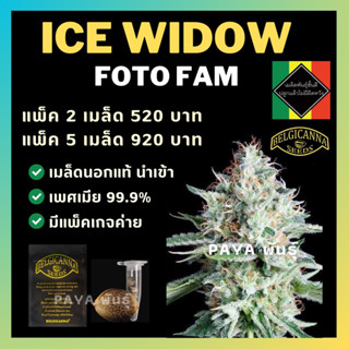 เมล็ดกัญชานอก นำเข้า งานค่าย แท้ 💯 มีแพ็คเกจ เมล็ดพันธ์ุกัญชาสายพันธุ์ Ice widow (ค่ายBelgicanna)