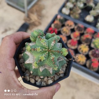 Aztekium valdezii แอสเตเคียม วัลเดซิอาย