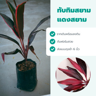 หมากผู้หมากเมีย🌱ทับทิมสยาม🌿สูง 40-50 cm พร้อมจัดส่ง