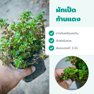 ผักเป็ดก้านแดง🌿ต้นไม้เรี่ยดินแต่งสวนคลุมหญ้าอื่่น🍀