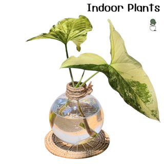 Indoor Plants ไม้ด่าง ต้นไม้เลี้ยงในน้ำ 🔋🔋ต้นไม้จริง พร้อมแจกันและจานรองหวายสาน ต้นไม้ตั้งโต๊ะทำงาน ตกแต่งบ้าน