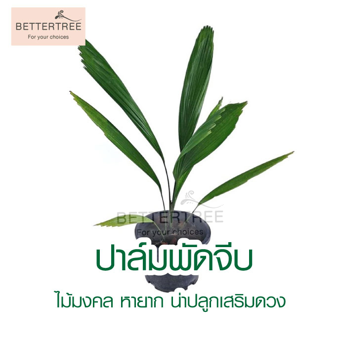 ปาล์มพัดจีบ กระถาง 5 นิ้ว ไม้ในร่ม ต้นไม้ในบ้านและออฟฟิศ  ไม้ฟอกอากาศ สูงประมาณ 40 cm ต้นไม้ ปาล์มพัด ปาล์ม