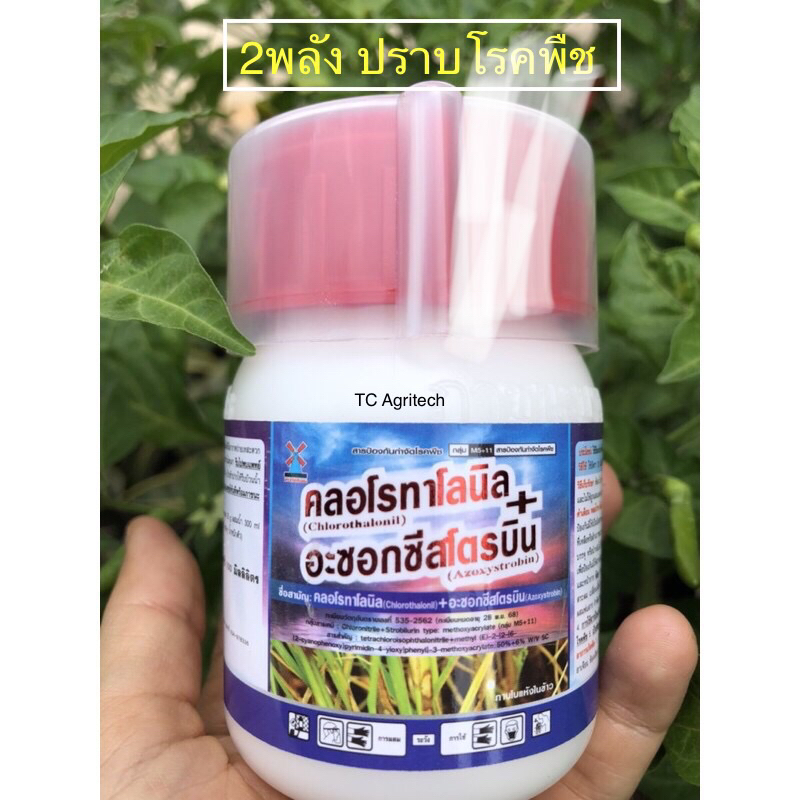 คลอโรทานิล+อะซอกซีสโตรบิน 2 พลังล้างรา 100cc สารกำจัดโรคพืช กำจัดเชื้อราใบจุด กุ้งแห้งพริก แอนเทรคโนส ใบไหม้ เน่ายุบ