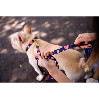 Gentlepup Dog leash dog ( สายจูงสุนัข สายจูงน้องหมา สายจูงนำเข้า แบรนด์ Gentlepup ประเทศสิงค์โปร์ )