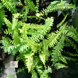 ต้นเฟิร์นบอสตัน Boston fern  ถุงเพาะ 3" เป็นไม้ฟอกอากาศ ดูดสารพิษดี ชอบชื้น