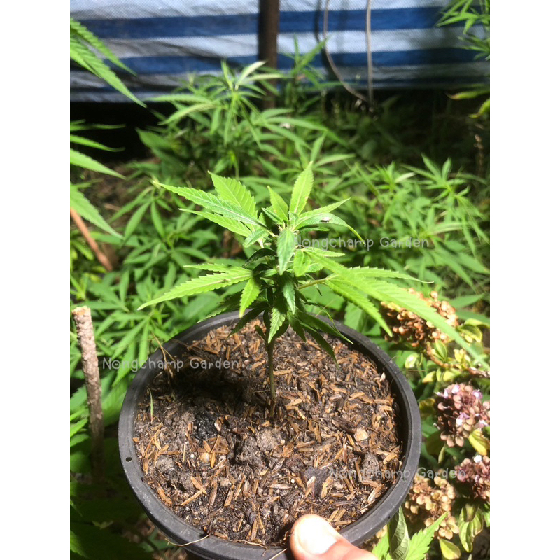 กิ่งชำ กัญชาWhite widow กิ่งชำ เพศเมีย จากต้นแม่แท้