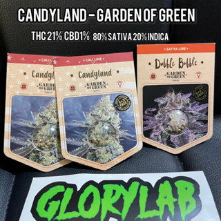 เมล็ดนอก🔥5ฟรี3🔥ได้แพ็คเก็จ พันธุ์Candyland/Dubble Bubbleค่ายGarden of Green พร้อมส่ง ของแท้‼️