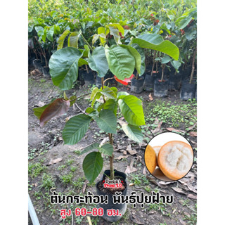 ต้นกระท้อนปุยฝ้าย ปราจีนแท้100% ต้นสวย แข็งแรง จัดส่งไว