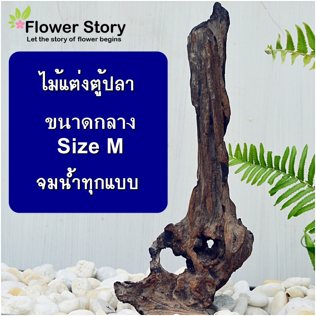ไม้​ ตอไม้ธรรมชาติ แต่งตู้ปลา จมน้ำทุกแบบ ขนาดกลาง size M (เลี้ยงสัตว์ แมลง) Driftwood / Aquarium / wood