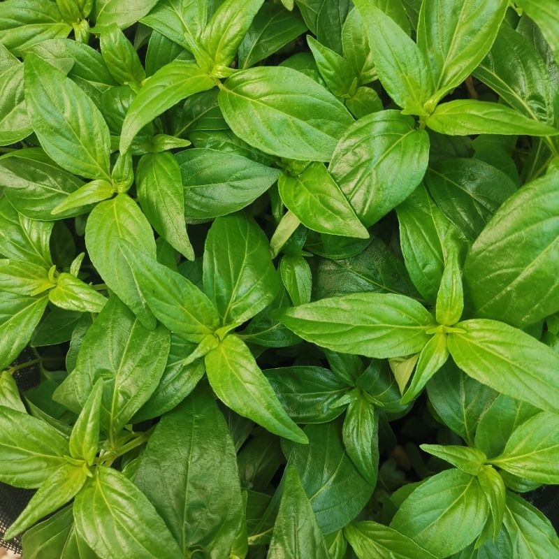 (5แถม1) ต้นฟ้าทะลายโจร สมุนไพรไทย Andrographis paniculata (Burm.f.)