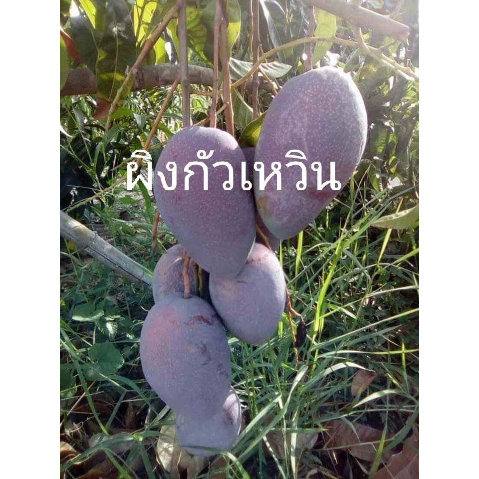 มะม่วงพันธุ์จากไต้หวัน ผิงกัวเหวิน (แอบเปิ้ลยักษ์)กิ่งทาบ สูง70ซม.