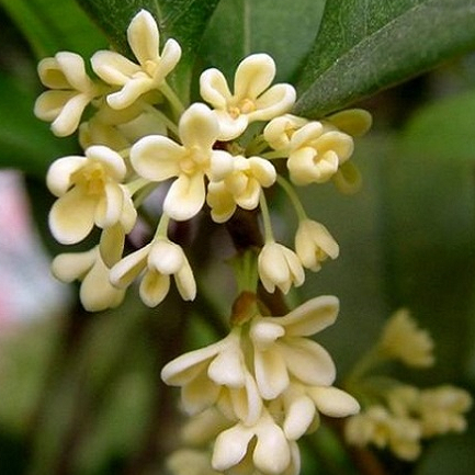 Treeno.9 T103 ดอกหอมหมื่นลี้ กลิ่นหอมมาก (Fragrant Tea Olive) กระถาง 8 นิ้ว / สูง 50-60 ซม.
