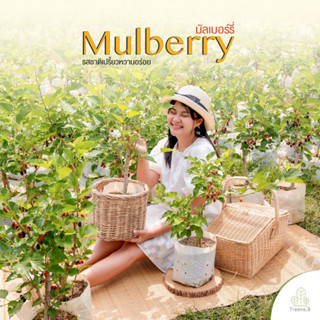 Treeno.9 T204 มัลเบอร์รี่ (Mulberry) ต้นใหญ่ ถุง 8 นิ้ว / สูง 60-90 ซม. / ไม้ประดับ ออกผลดก ผลไม้เปรี้ยวหวานอร่อย (ต้นไม้)