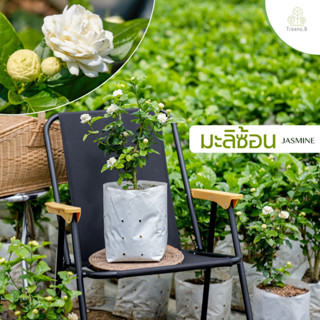 Treeno.9 T191 มะลิซ้อน กลิ่นหอมมาก (Jasminum) ถุงขาว 8 นิ้ว …