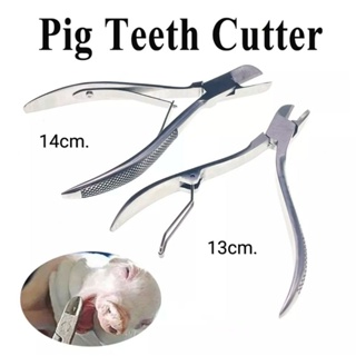 Pig tooth cutter กรรไกรตัดเขี้ยวหมู ตัดฟันหมู สแตนเลส