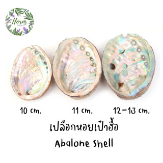 (11-13 cm.) เปลือกหอยเป๋าฮื้อ Abalone Shell หอยอะบาโลน