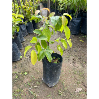ต้นตะขบยักษ์ไร้หนามหรือหมากเบนกิ่งชำ 🌿🌿🪴ต้นแข็งแรงพร้อมปลูก