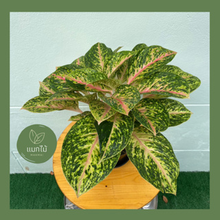 🌿 สำเภาทอง หรือเศรษฐีเรียกทรัพย์ ❥🌿 ไม้มงคลในตระกูล “อโกลนีมา (Aglaonema)” ไม้ฟอกอากาศ  กระถางขนาด 7.5 นิ้ว