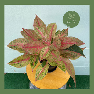 🌿 ศรีอัมพร ❥🌿 ไม้มงคลในตระกูล “อโกลนีมา (Aglaonema)” ไม้ฟอกอากาศ กระถางขนาด 7.5 นิ้ว