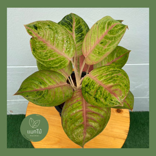 🌿 กวักทองคำ ❥🌿 ไม้น่าสะสม ไม้มงคลในตระกูล “อโกลนีมา (Aglaonema)” กระถางขนาด 7.5 นิ้ว
