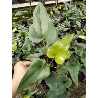 หน้าวัวใบ Anthurium brownii หน้าวัวใบหูช้าง