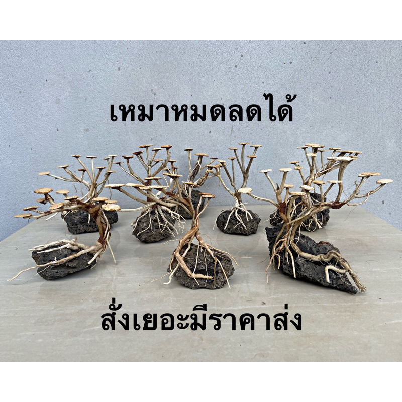 🌳 บอนไซจิ๋วใส่ตู้ปลาตู้ไม้น้ำฟอร์มสวย Ikigai Aquatic Layout 💚