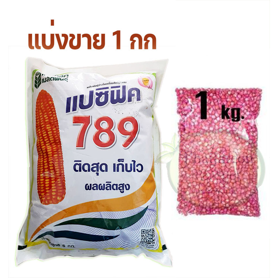 เมล็ดพันธุ์ ข้าวโพดเลี้ยงสัตว์ 789แปซิฟิค 3 หุน(( แบ่งขาย 1 กก )) สีสวย ได้ผลผลิตสูง ฟักใหญ่ แกนลึก 