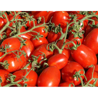 เมล็ด มะเขือเทศ เชอรี่ สวีทเกิร์ล ( Red Cherry Tomato Sweet Girl Seed ) บรรจุ 40 เมล็ด ทรงรี เนื้อแดง รสหวาน นิยมกินสด ผ