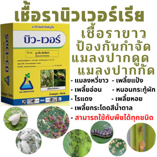 กำจัดแมลง บูเวเรีย บัสเซียน่า 100กรัม ผสมน้ำได้ 20-40 ลิตร ยี่ห้อบิวเวอร์ บิวเวอร์เรีย Beauveria bassiana อินทรีย์