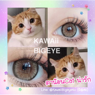 🐱🇰🇷ขอบแท้ผลิตเกาหลี ตาโตแป๋ว สไตล์น้องเหมียว น่ารักมาก : คอนแทคเลนส์ Kawaii Bigeye