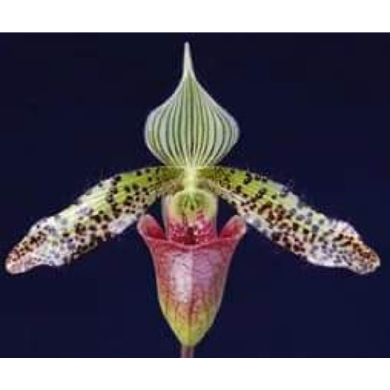 Paph.Sukhakulii"sangwan2" x Paph.argus'