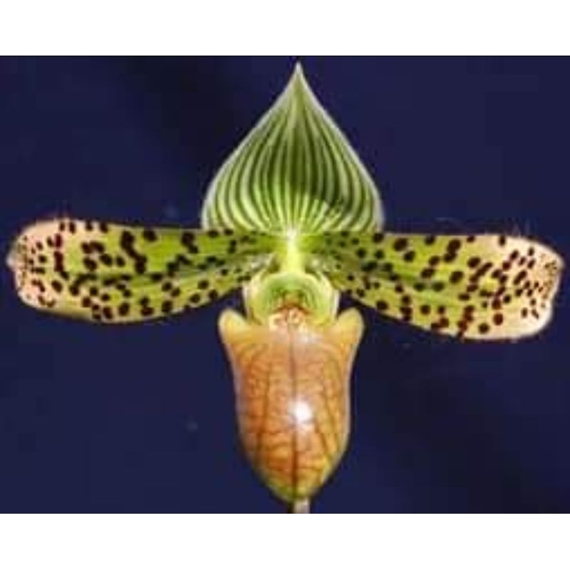 Paph.Sukhakulii"sangwan2" x Paph.venustum'603'