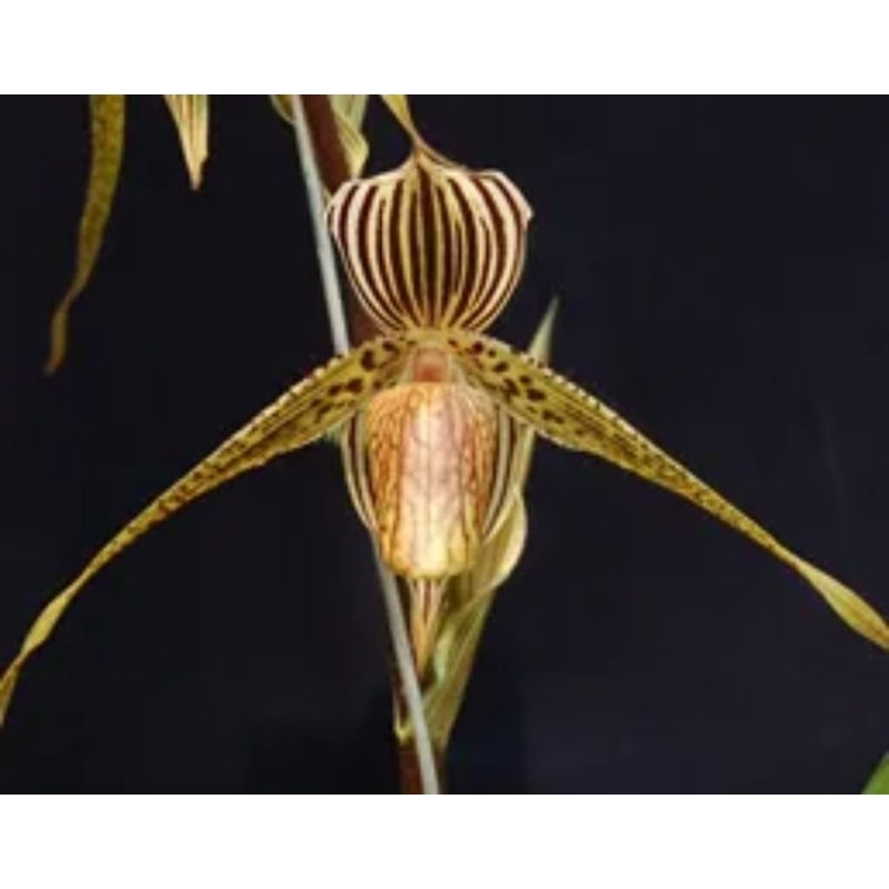 Paph.rothschildianum'MT x Paph.kolopakingii'0022'