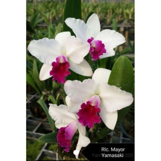 กล้วยไม้แคทลี​ยา​ เมเยอร์ ยามาซากิ cattleya mayor yamasaki