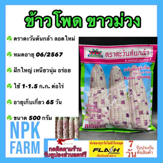 ข้าวโพด ขาวม่วง ขนาด 500 กรัม ตะวันต้นกล้า หมดอายุ 06/2567 ลอตใหม่ งอกดี ข้าวโพดหวาน ฝักใหญ่ รสชาตดี เหนียวนุ่ม อร่อย