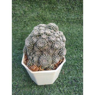 รีบูเทียเฮลิโอซ่า (หนามขาว)  ฟอร์มกอ[ Rebutia heliosa]  ในกระถาง3นิ้ว