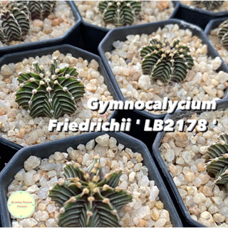 [ GYMN5 ] Gymnocalycium Friedrichii LB2178 ยิมโน แอลบี 2178 ยิมโนคาลิเซียม ยิมโนคาไลเซียม แคคตัส กระบองเพชร ต้นไม้