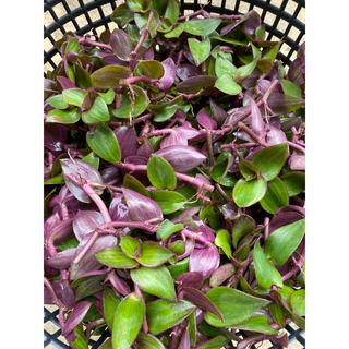 🍃หญ้าไผ่น้ำพร้อมส่ง🍃 ตัดยอดสด ติดราก ปลอดสารเคมี นำไปต้มดื่มได้ทันที
