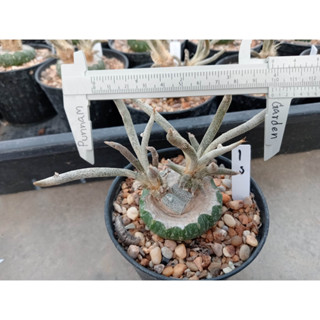 🌵💥คาปุดเมดูซ่า 💥🌵 Astrophytum caput-medusae กราฟตอเมโล 2-3โขด ต้นกระบองเพชร ต้นแคคตัส (แคคตัส กระบองเพชร)(update 25-3-66