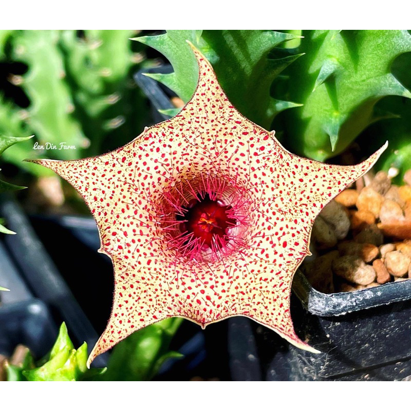 เก๋งจีน Huernia Barbata