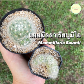 [ MAMM10 ] แมมมิลลาเรีย บูมิไอ (Mammillaria Baumii) แมม แมมบูมิไอ แคคตัส กระบองเพชร