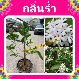 ต้นกลิ่นร่ำ #ดอกกลิ่นร่ำ #กลิ่นร่ำ #ถาง11”