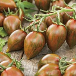 เมล็ดพันธุ์มะเขือเทศเชอร์รี่ ชิมเมอร์ (Shimmer Cherry Tomato Seed) บรรจุ 15 เมล็ด ของแท้ คุณภาพดี ราคาถูก นำเข้าจากต่าง