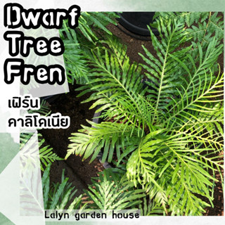 🌿🍃เฟิร์นคาลิโดเนีย (Dwarf tree fren) ไม้ในร่มต้นสวยชอบดินร่วน และชอบอากาศเย็น ต้นขนาด 12-18 cm กอใหญ่🌿🍃