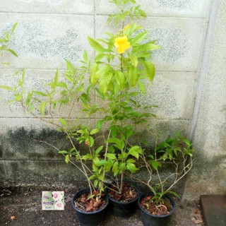 ต้นทองอุไร /พวงอุไร /สร้อยอุไร Yellow Bells/Yellow Elder/Yellow Trumpet Bush ไม้มงคล ฟอกอากาศ ถุงเพาะ 4" เพาะจากเมล็ด