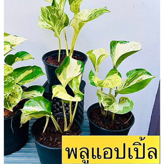 (49บาท) !!! พลูแอปเปิ้ล ไม้ฟอกอากาศ ส่งทั้งกระถาง(4นิ้ว)