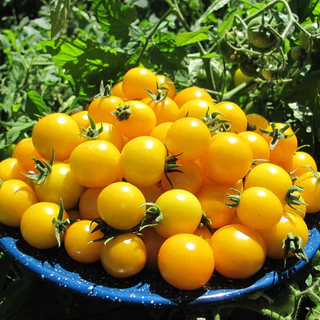 เมล็ดพันธุ์ มะเขือเทศเชอรี่ โกลด์นักเก็ท (Gold Nugget Cherry Tomato Seed) บรรจุ 30 เมล็ด คุณภาพดี ของแท้ 100%