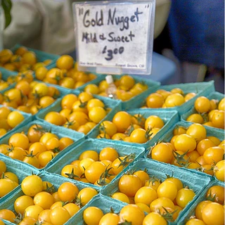 เมล็ดพันธุ์ มะเขือเทศเชอรี่ โกลด์นักเก็ท (Gold Nugget Cherry Tomato Seed) บรรจุ 30 เมล็ด คุณภาพดี ของแท้ 100%